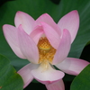 大賀蓮 (15)
