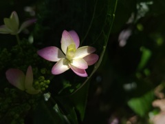 紫陽花(2)