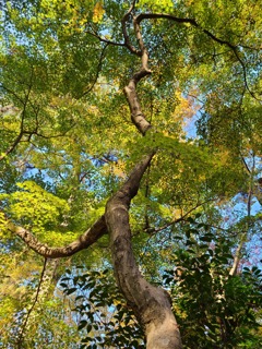 清水公園の広葉樹