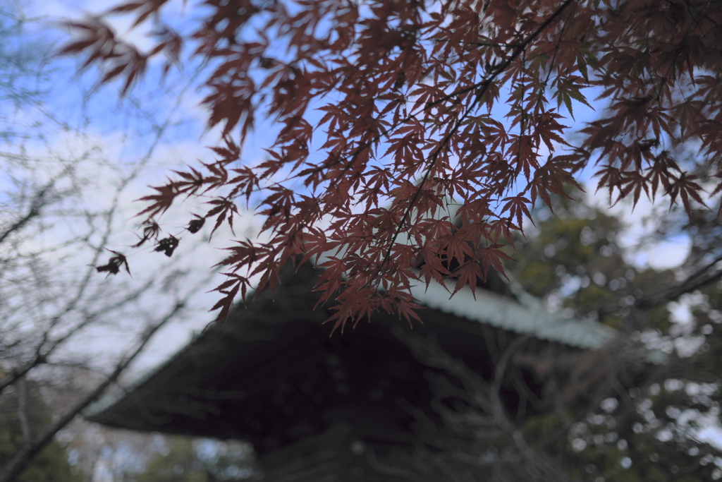 境内の秋