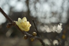 蝋梅（１）