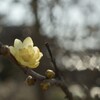 蝋梅（１）