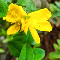 バス停の花