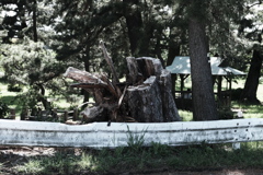 甚平公園の松（２）