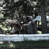 甚平公園の松（２）