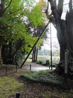 欅の大樹