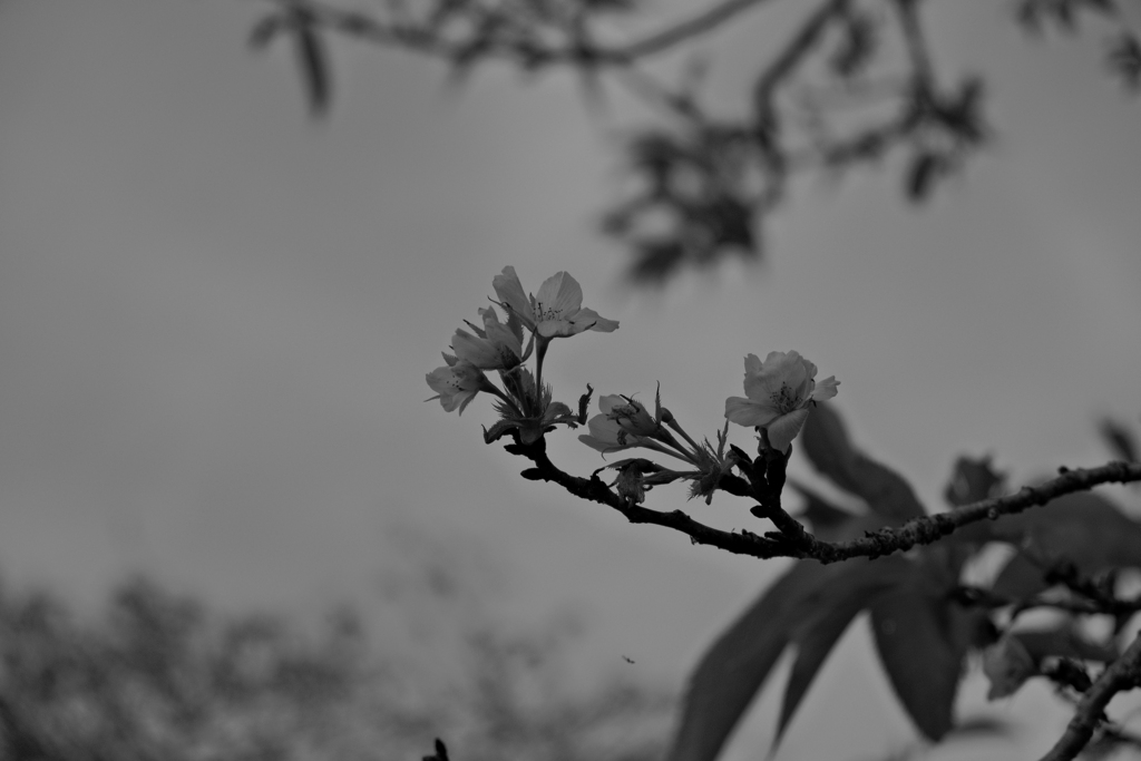 晩秋に咲く桜