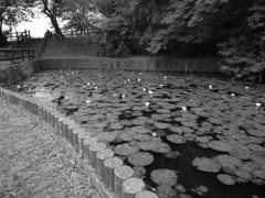 小雨の睡蓮池(4)