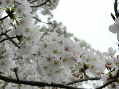 公園の桜（３）