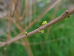 庭の植物(2)