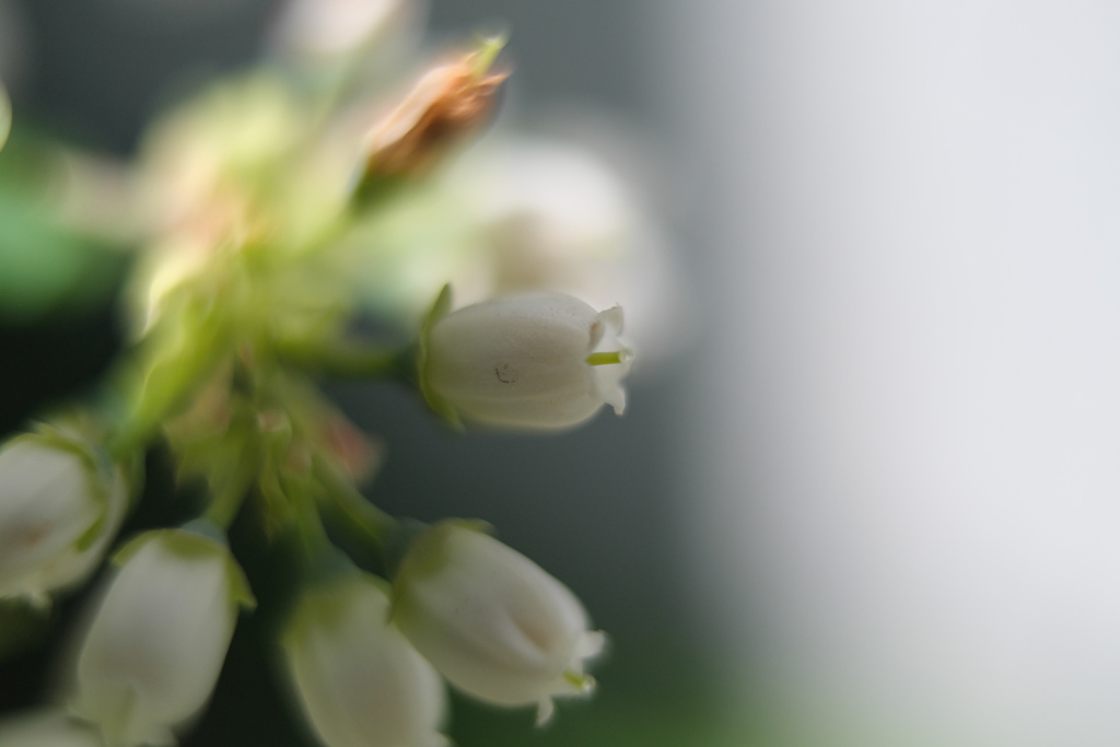 ブルーベリーの花