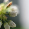 ブルーベリーの花