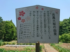 吉高の桜への補遺 (1)