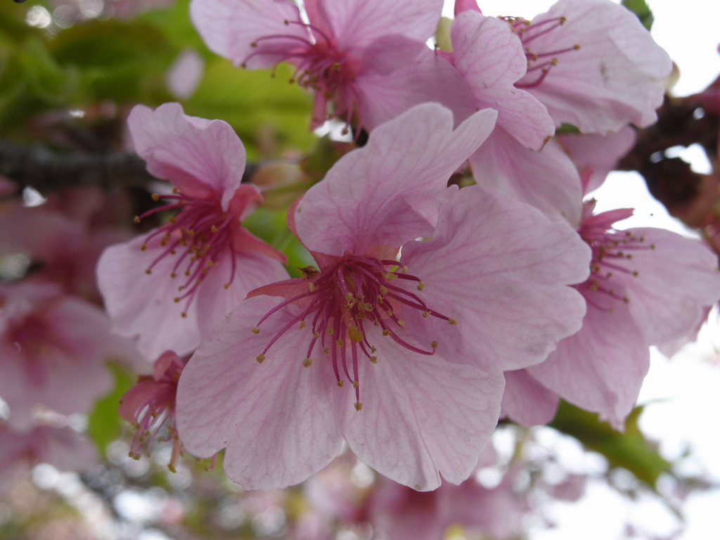 新川千本桜 平戸橋付近(5)