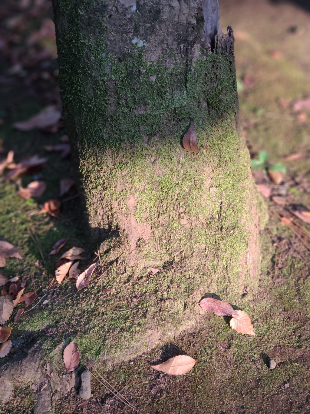 木の根の苔