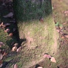 木の根の苔