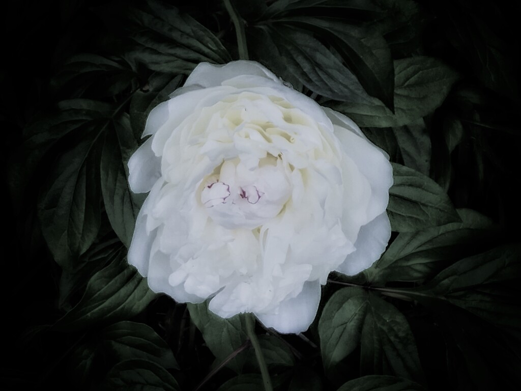 散歩 (2)