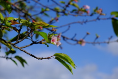 河津桜（２）