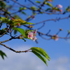 河津桜（２）