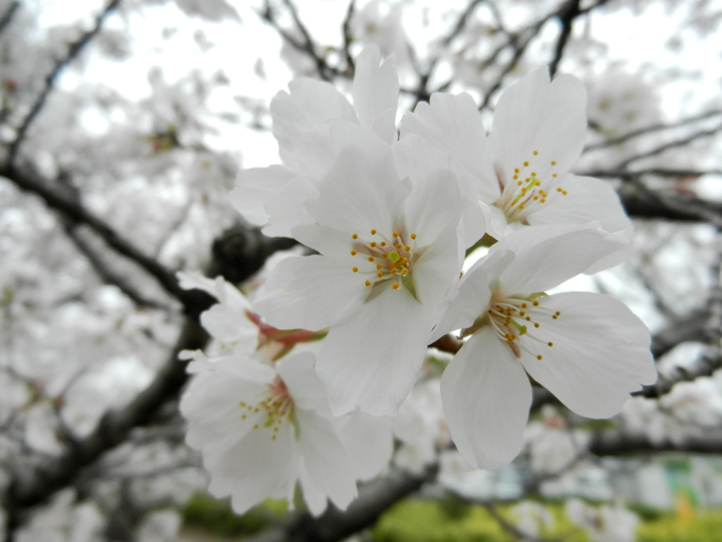 公園の桜（6）