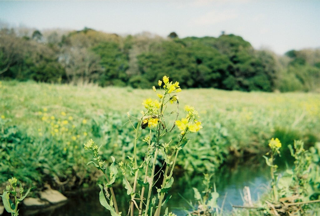 田園風景 (3)