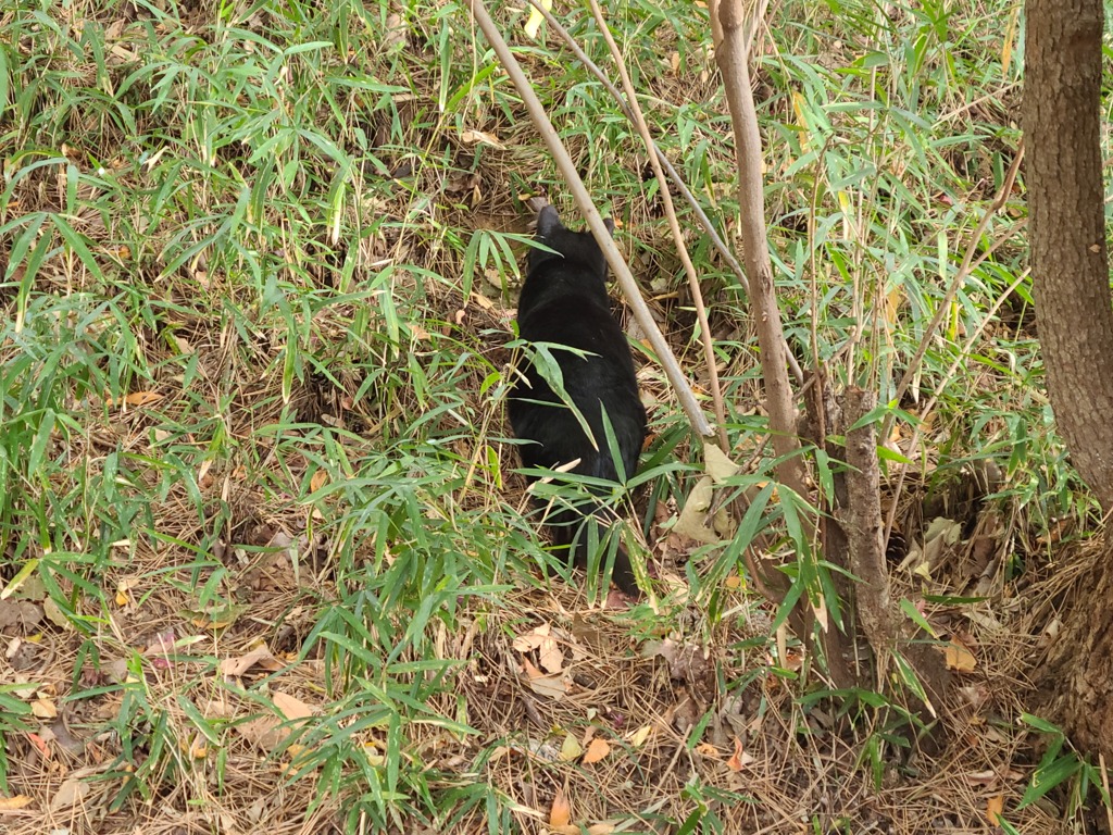 黒いノラ君の背中（清水公園　完）