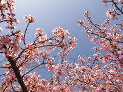 早咲きの桜 (1)