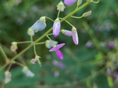 野の花(1)