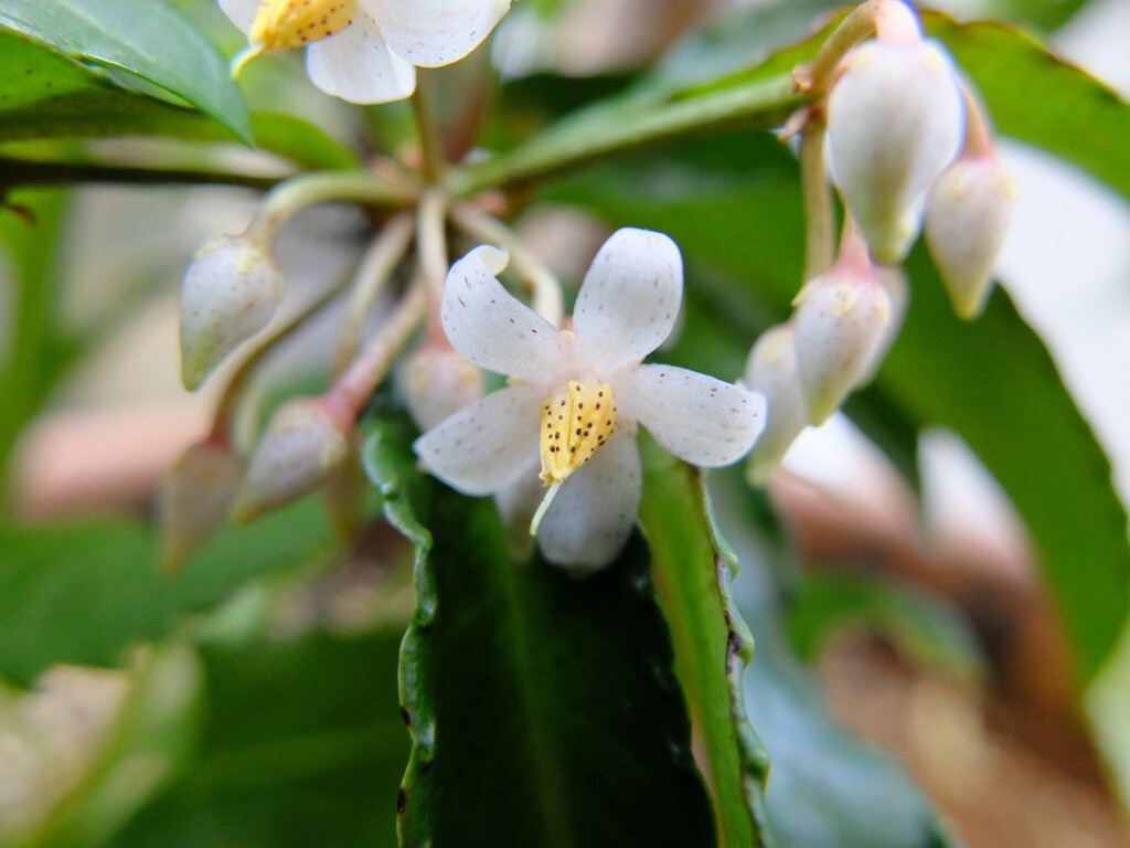 万両の花