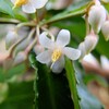 万両の花