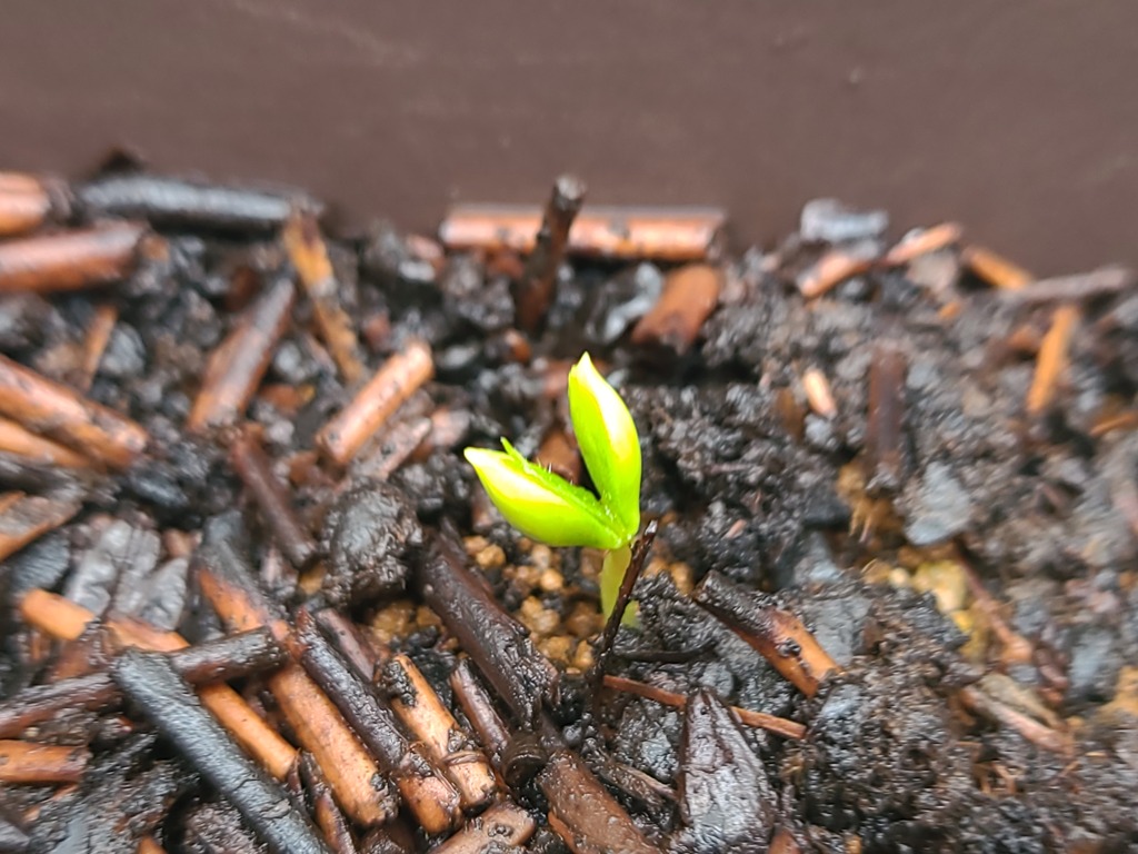 第二の発芽