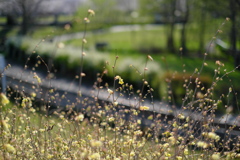 公園の午後