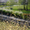 公園の午後