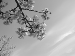 早咲きの桜 (3)