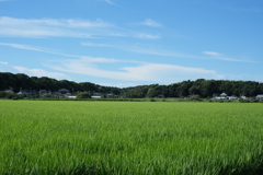 田んぼ