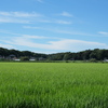 田んぼ