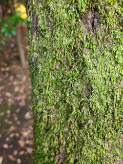 苔のある木肌