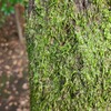 苔のある木肌