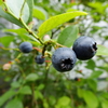 ブルーベリー