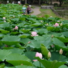 大賀蓮 (13)