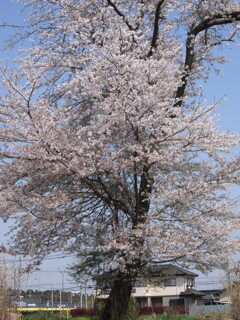 大桜