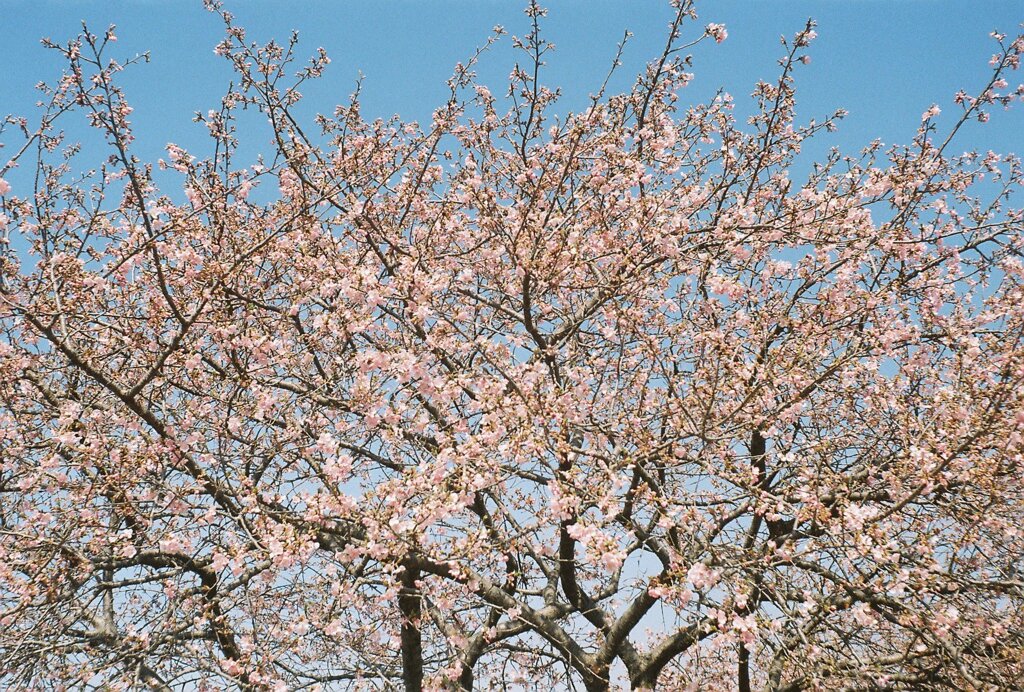 河津桜 (film2)