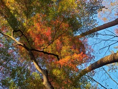 清水公園の紅葉