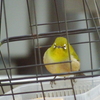 メジロ（１）