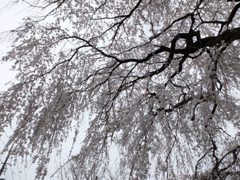 枝垂れ桜 (4)