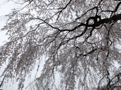 枝垂れ桜 (4)