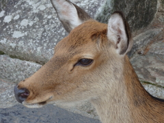 鹿の顔