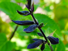 9月の花壇 (8)