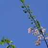 桜の子（１）