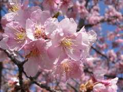 早咲きの桜 (2)
